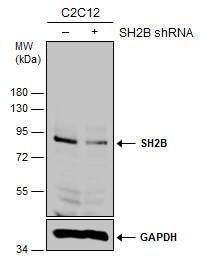 SH2B1 Antibody - BSA Free