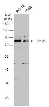 SH2B1 Antibody - BSA Free