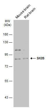 SH2B1 Antibody - BSA Free