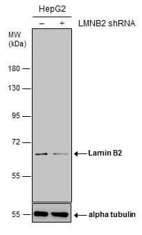 Lamin B2 Antibody (144) - Azide and BSA Free
