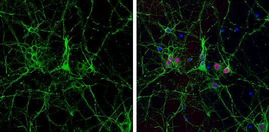 Tubulin alpha-1B Antibody (114) - Azide and BSA Free