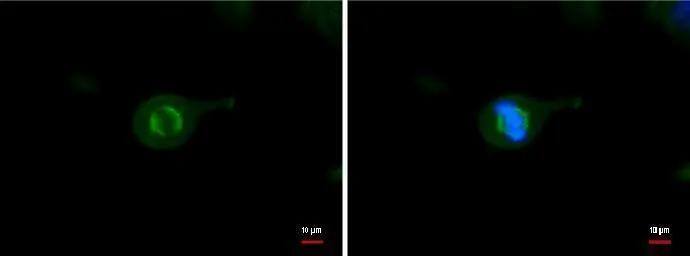 Tubulin alpha-1B Antibody (114) - Azide and BSA Free