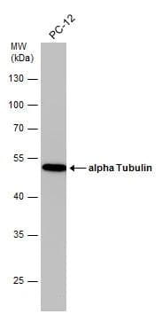 Tubulin alpha-1B Antibody (114) - Azide and BSA Free