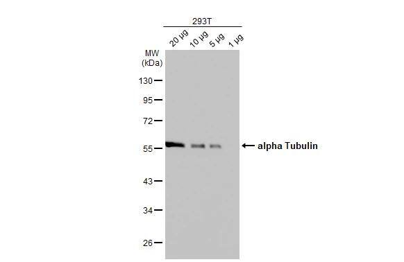 Tubulin alpha-1B Antibody (114) - Azide and BSA Free