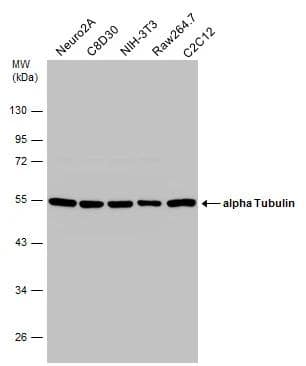 Tubulin alpha-1B Antibody (114) - Azide and BSA Free