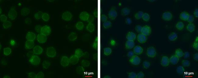 MCT1/SLC16A1 Antibody (14612) - Azide and BSA Free
