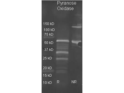 Pyranose Oxidase Antibody