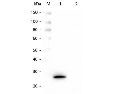 Glutathione S Transferase kappa 1 Antibody (16A11.E4.E3.E7)
