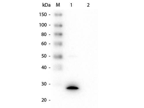 GSTZ1 Antibody (24E9.G9.G8)