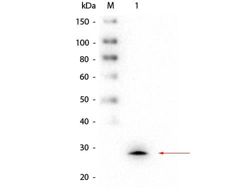 Glutathione S-Transferase mu 1/GSTM1 Antibody (1H7.D8.G5)