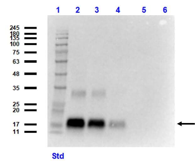 GDF-15 Antibody (6D12.H10.E4) - C-terminus