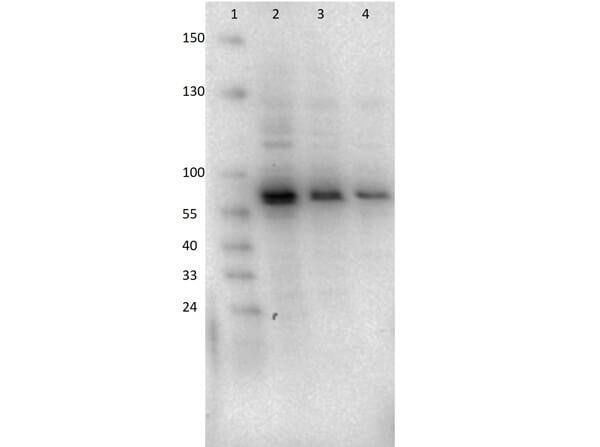 AKT2 Antibody (11F6.B2)