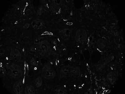 CD31/PECAM-1 Antibody (C31.3 + C31.7 + C31.10)