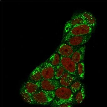 TOP1MT Antibody (TOP1MT/488) Immunocytochemistry/ Immunofluorescence: TOP1MT Antibody (TOP1MT/488) [NBP2-44360] -