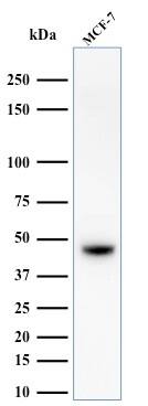 Cytokeratin, HMW Antibody (34BE12) - IHC-Prediluted Western Blot: Cytokeratin, HMW Antibody (34BE12) - IHC-Prediluted [NBP2-44437] -