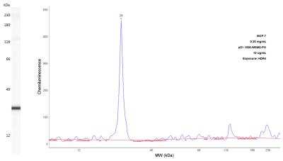 p21/CIP1/CDKN1A Antibody (DCS-60.2)