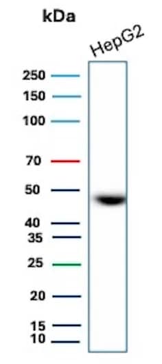 EMMPRIN/CD147 Antibody (8D6) - IHC-Prediluted Western Blot: EMMPRIN/CD147 Antibody (8D6) - IHC-Prediluted [NBP2-44535] -