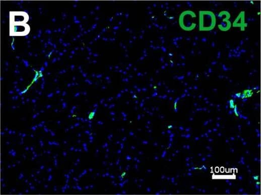 CD34 Antibody (HPCA1/763)
