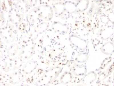 WT1 Antibody (WT1/857 + 6F-H2)