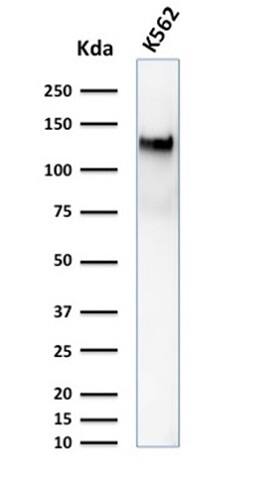 CD43/Sialophorin Antibody (DF-T1) - IHC-Prediluted Western Blot: CD43/Sialophorin Antibody (DF-T1) - IHC-Prediluted [NBP2-44646] -