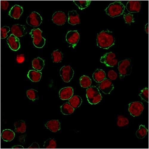 CD43/Sialophorin Antibody (DF-T1) - IHC-Prediluted Immunocytochemistry/ Immunofluorescence: CD43/Sialophorin Antibody (DF-T1) - IHC-Prediluted [NBP2-44646] -