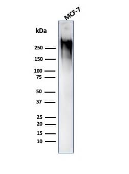 MUC1 Antibody (GP1.4) - IHC-Prediluted Western Blot: MUC1 Antibody (GP1.4) - IHC-Prediluted [NBP2-44661] -