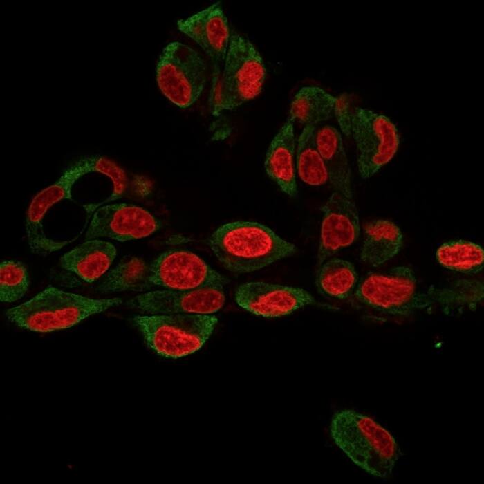 gp96/HSP90B1/GRP94 Antibody (9G10.F8.2) Immunocytochemistry/ Immunofluorescence: gp96/HSP90B1/GRP94 Antibody (9G10.F8.2) [NBP2-44689] -