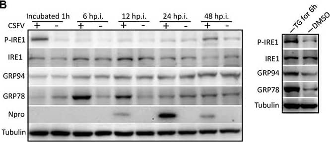 gp96/HSP90B1/GRP94 Antibody (SPM249)