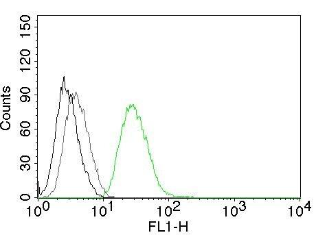Ornithine Decarboxylase Antibody (ODC1/485) - IHC-Prediluted Flow Cytometry: Ornithine Decarboxylase Antibody (ODC1/485) - IHC-Prediluted [NBP2-44732] -