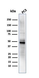 Ornithine Decarboxylase Antibody (ODC1/485) - IHC-Prediluted Western Blot: Ornithine Decarboxylase Antibody (ODC1/485) - IHC-Prediluted [NBP2-44732] -