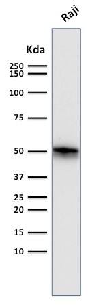 CD79A Antibody (SPM550) - IHC-Prediluted Western Blot: CD79A Antibody (SPM550) - IHC-Prediluted [NBP2-44739] -