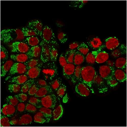 HSP60 Antibody (SPM253) - IHC-Prediluted Immunocytochemistry/ Immunofluorescence: HSP60 Antibody (SPM253) - IHC-Prediluted [NBP2-44755] -