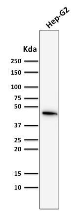 Cytokeratin 19 Antibody (SPM561) - IHC-Prediluted Western Blot: Cytokeratin 19 Antibody (SPM561) - IHC-Prediluted [NBP2-44824] -
