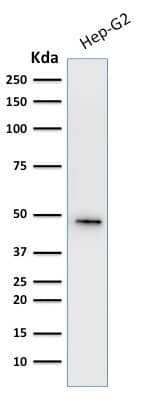 Cytokeratin 19 Antibody (A53-B/A2.26 + BA17) - IHC-Prediluted Western Blot: Cytokeratin 19 Antibody (A53-B/A2.26 + BA17) - IHC-Prediluted [NBP2-44825] -