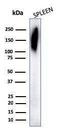 CD45RB Antibody (PD7/26) - IHC-Prediluted Western Blot: CD45RB Antibody (PD7/26) - IHC-Prediluted [NBP2-44855] -