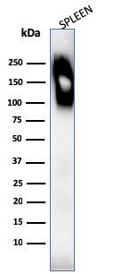 CD45RB Antibody (SPM569) - IHC-Prediluted Western Blot: CD45RB Antibody (SPM569) - IHC-Prediluted [NBP2-44856] -