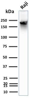 CD45RB Antibody (BRA-11 (same as BRA-11G)) - IHC-Prediluted Western Blot: CD45RB Antibody (BRA-11 (same as BRA-11G)) - IHC-Prediluted [NBP2-44859] -