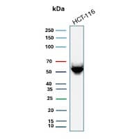 Cytokeratin 8 Antibody (H1) - IHC-Prediluted Western Blot: Cytokeratin 8 Antibody (H1) - IHC-Prediluted [NBP2-44932] -