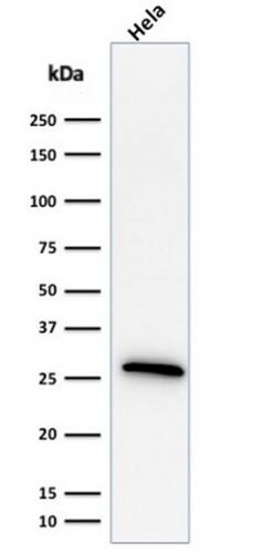 HSP27 Antibody (G3.1) - IHC-Prediluted Western Blot: HSP27 Antibody (G3.1) - IHC-Prediluted [NBP2-44973] -