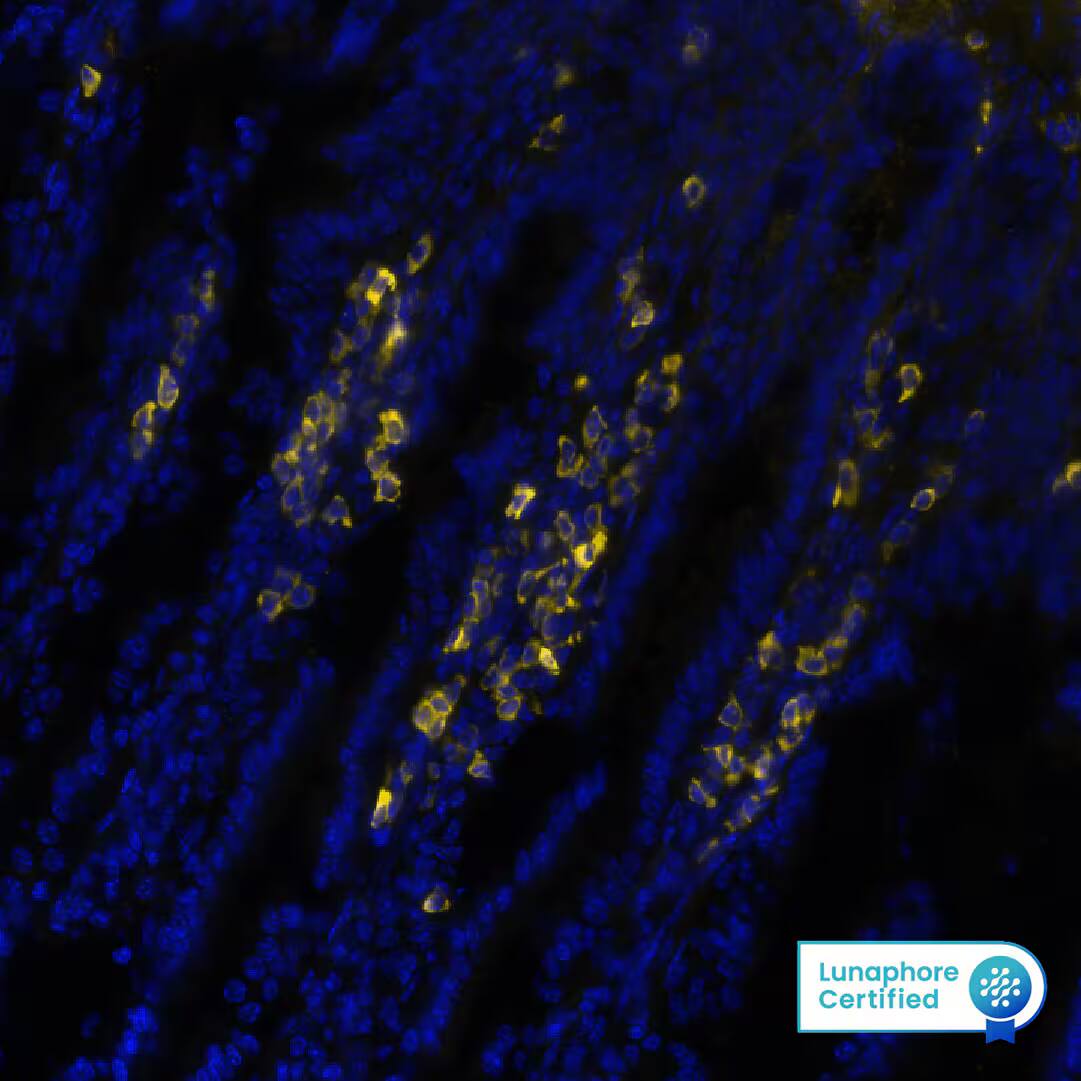 CD3 epsilon Antibody (C3e/1308) - Azide and BSA Free CD3 epsilon Antibody (C3e/1308)