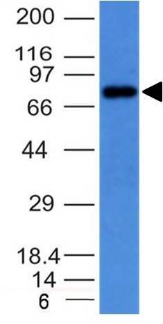 IgM Antibody (IM373) - IHC-Prediluted Western Blot: IgM Antibody (IM373) - IHC-Prediluted [NBP2-45059] -