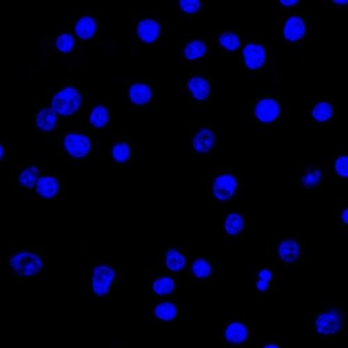 Lambda Light Chain Antibody (HP6054) - IHC-Prediluted Immunocytochemistry/ Immunofluorescence: Lambda Light Chain Antibody (HP6054) - IHC-Prediluted [NBP2-45074] -