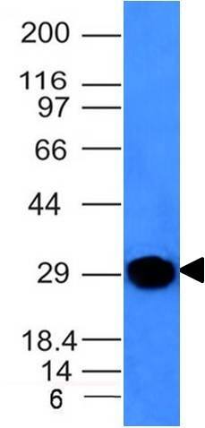 Kappa Light Chain Antibody (KLC264) - IHC-Prediluted Western Blot: Kappa Light Chain Antibody (KLC264) - IHC-Prediluted [NBP2-45081] -