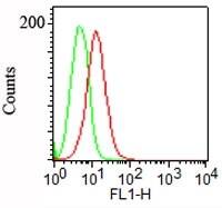 Podocalyxin Like Antibody (3D3) - IHC-Prediluted Flow Cytometry: Podocalyxin Like Antibody (3D3) - IHC-Prediluted [NBP2-45167] -
