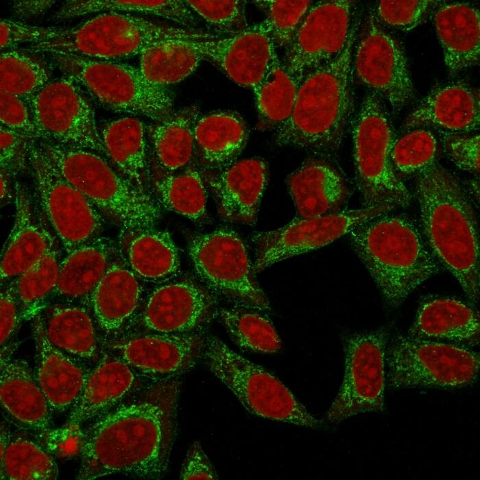 Podocalyxin Like Antibody (3D3) - IHC-Prediluted Immunocytochemistry/ Immunofluorescence: Podocalyxin Like Antibody (3D3) - IHC-Prediluted [NBP2-45167] -