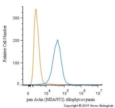 Actin (Muscle Specific) Antibody (MSA/953)