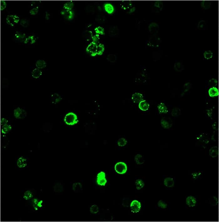 CD8 Antibody (C8/468) - IHC-Prediluted Immunocytochemistry/ Immunofluorescence: CD8 Antibody (C8/468) - IHC-Prediluted [NBP2-45323] -