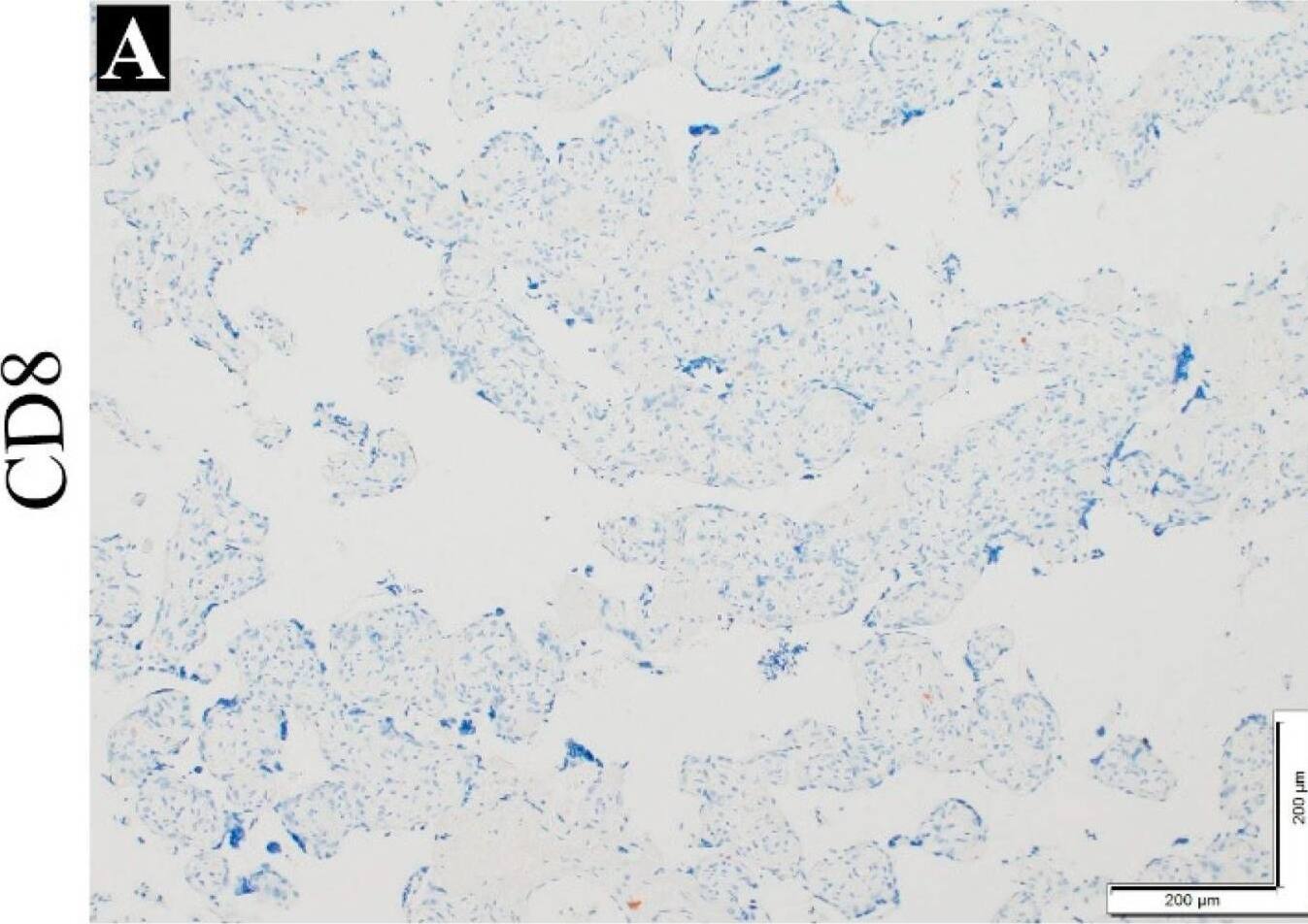 CD8 Antibody (C8/144B) - IHC-Prediluted