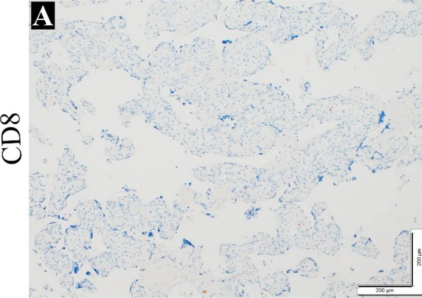 CD8 Antibody (C8/144B) - IHC-Prediluted