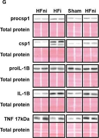 TNF-alpha Antibody (J2D10)